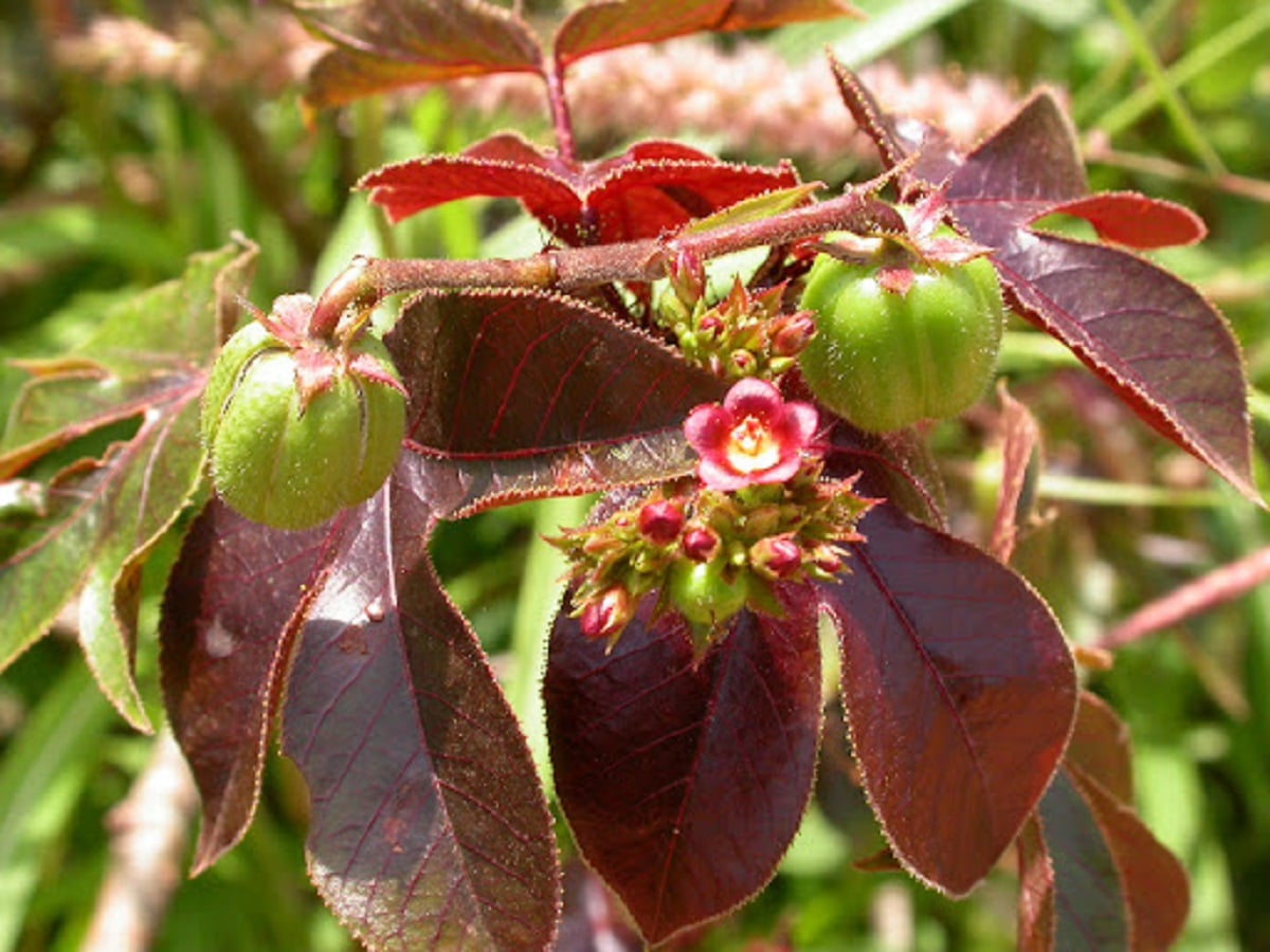 Sant Recette Imparable De Feuilles De Jatropha Gossypifolia