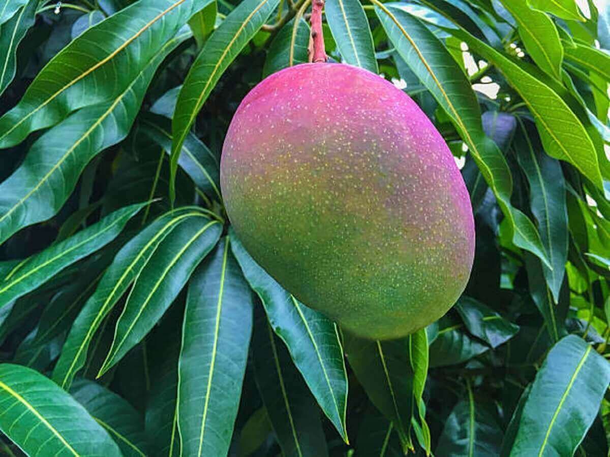 une mangue verte sur un manguier bien vert