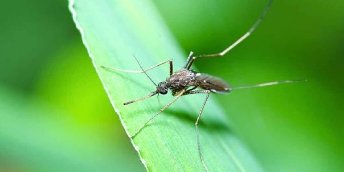 un moustique posé sur une feuille verte