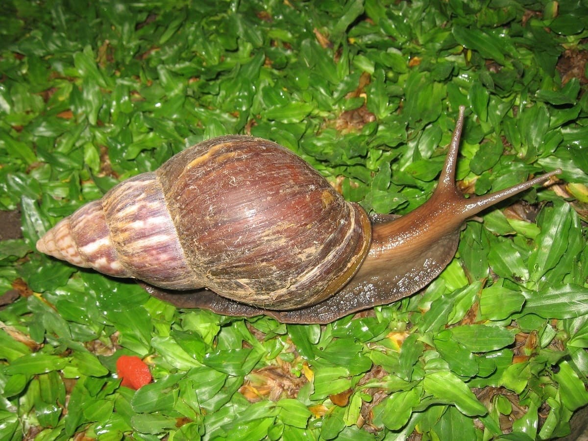 Escargot sur une plante