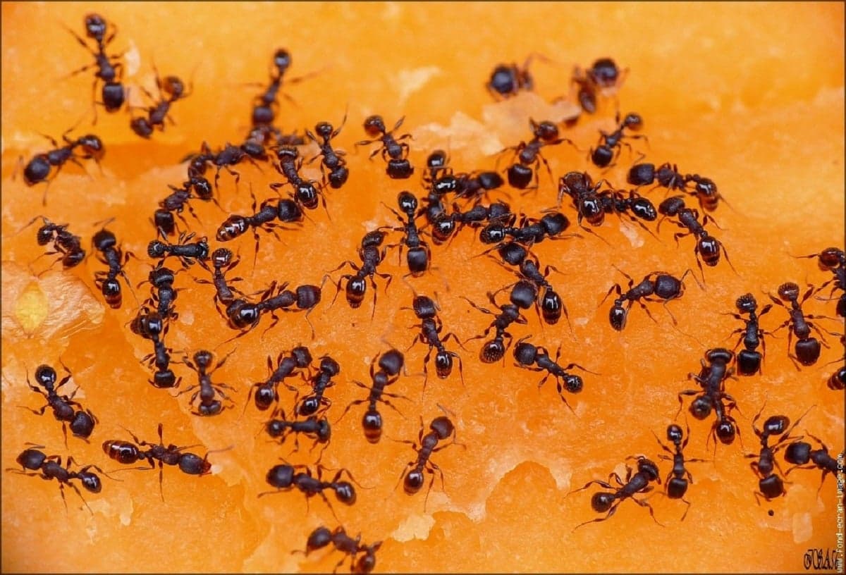 une colonie de fourmis