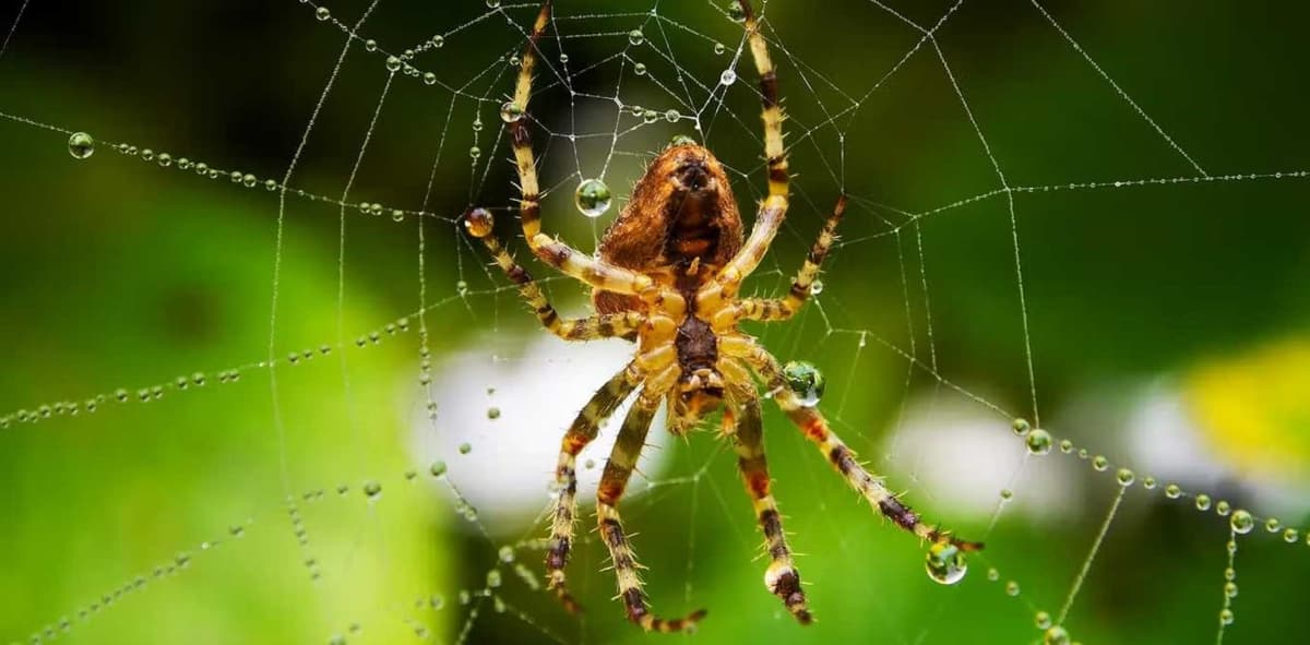 Une araignée sur sa toile