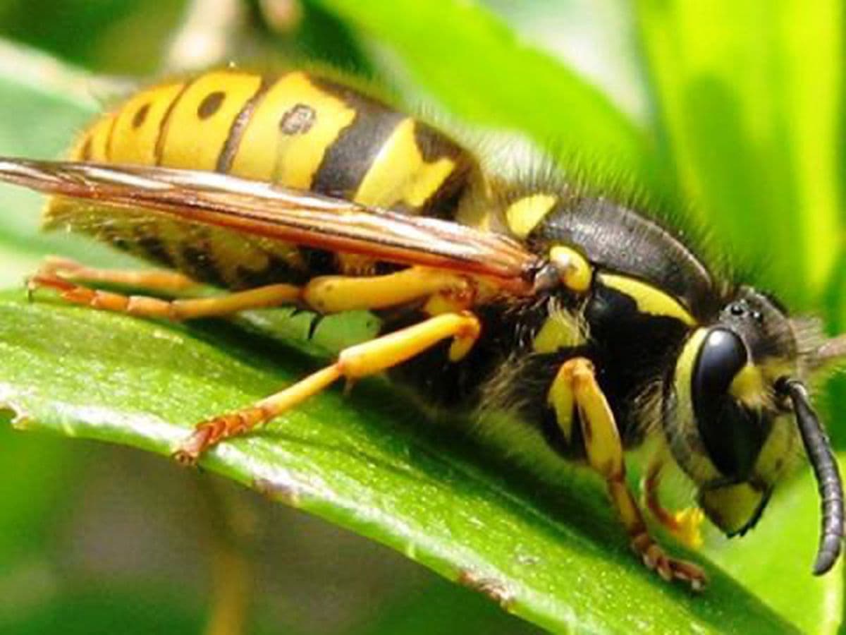 une guêpe sur une feuille verte