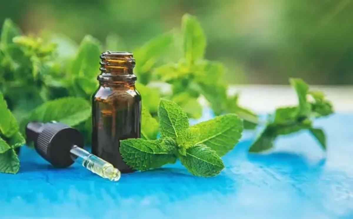 des feuilles de menthe et une bouteille