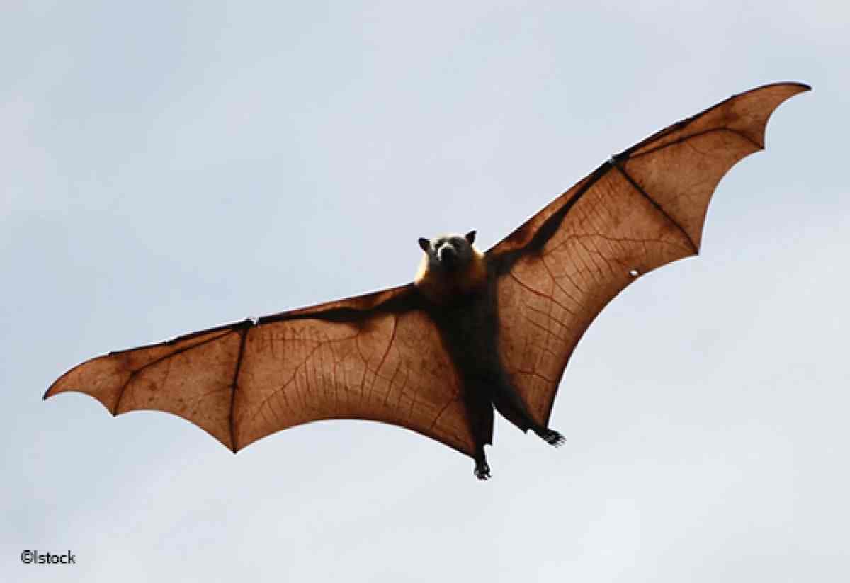 une chauve-souris en train de voler