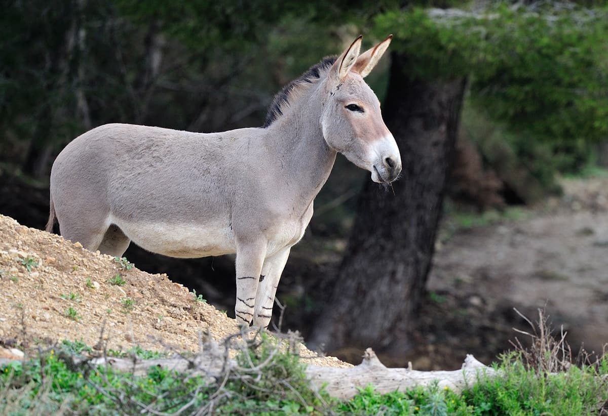 L'Ã‚ne commun, appelé plus communément « Ã‚ne », est une espèce de mammifères herbivores et ongulés appartenant Ã  la famille des équidés.