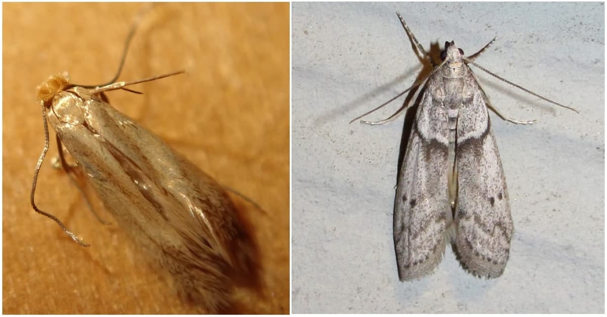 AstucesÂ : 03 répulsifs naturels pour éviter la prolifération des mites