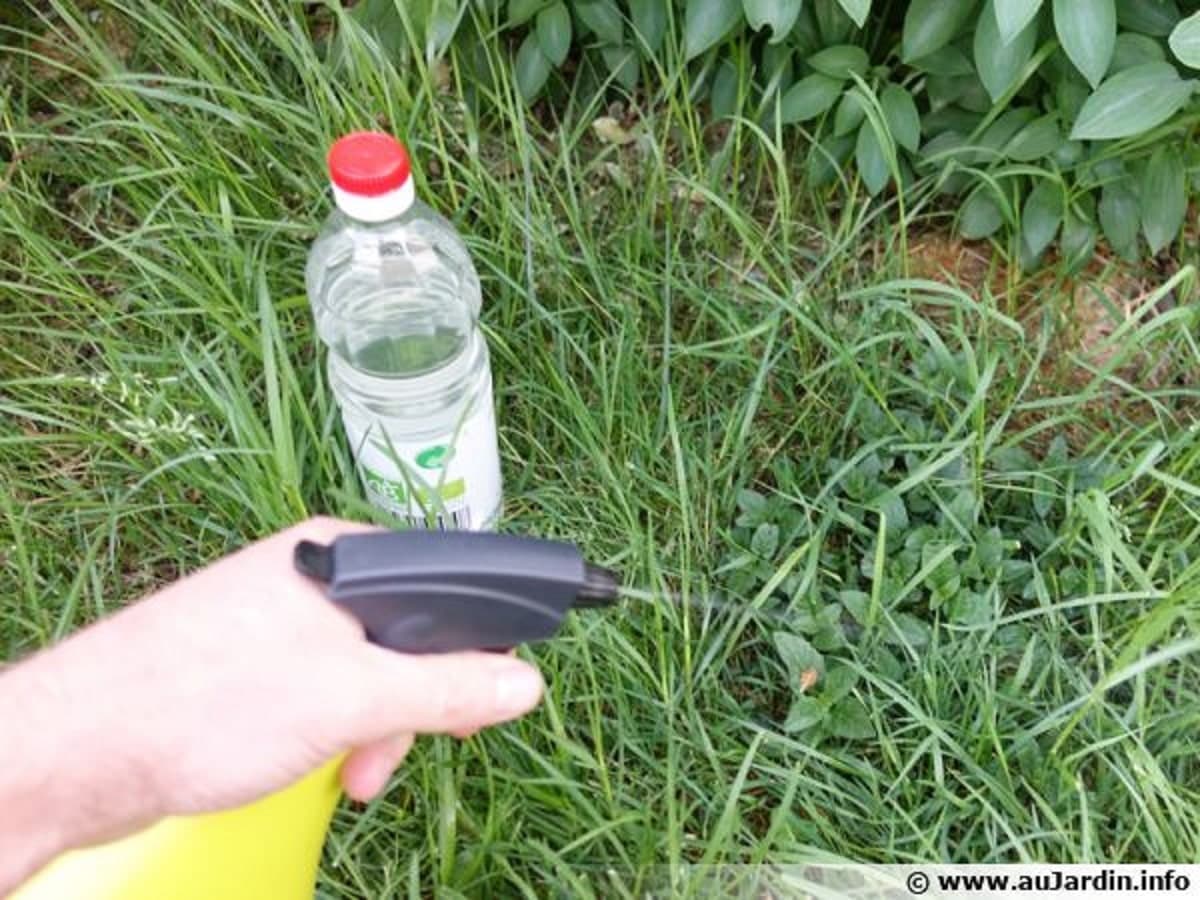 un pulvérisateur en main avecAstuces : éliminez les mauvaises herbes avec cet ingrédient naturel Les mauvaises herbes ne cessent de se développer dans les allées, sur le sol des plantes et les terrasses, malgré tous les efforts fournis pour les arracher. Pour donc les éliminer, faites usage de cet ingrédient naturel qui se trouve dans vos placards. Avec le retour de la pluie, le jardin reprend sa couleur verte. Mais aussi les mauvaises herbes qui se développent, et envahissent les recoins des allées et de la terrasse. Pour en venir Ã  bout alors, voici une solution naturelle, économique et ultra facile Ã  utiliser : le vinaigre blanc. Le vinaigre blanc reste le meilleur remède pour éliminer toutes les mauvaises herbes qui s’invitent dans votre jardin. Pour y arriver alors, il suffit de verser un litre de ce produit polyvalent directement sur les zones touchées par les mauvaises herbes. Il est également possible d’utiliser un vaporisateur pour appliquer facilement la solution. L’acidité du vinaigre va permettre de supprimer en profondeur toutes les mauvaises herbes y compris les racines. Pour améliorer son efficacité, privilégiez les journées ensoleillées. Avec la chaleur, celles-ci vont flétrir et jaunir au bout de quelques jours. Vous n’aurez plus qu’Ã  les arracher.
