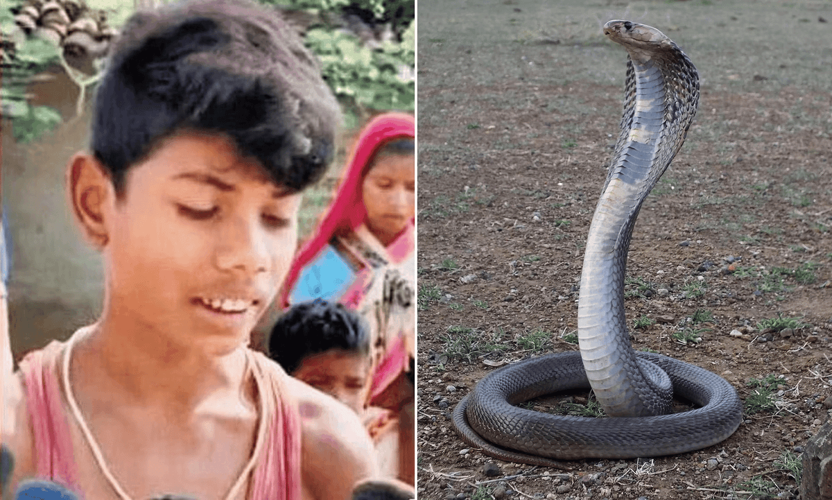 Enfant de 8 ans qui a tué un cobra en Inde