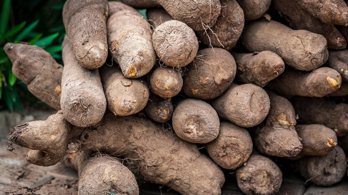 un tas d'igname