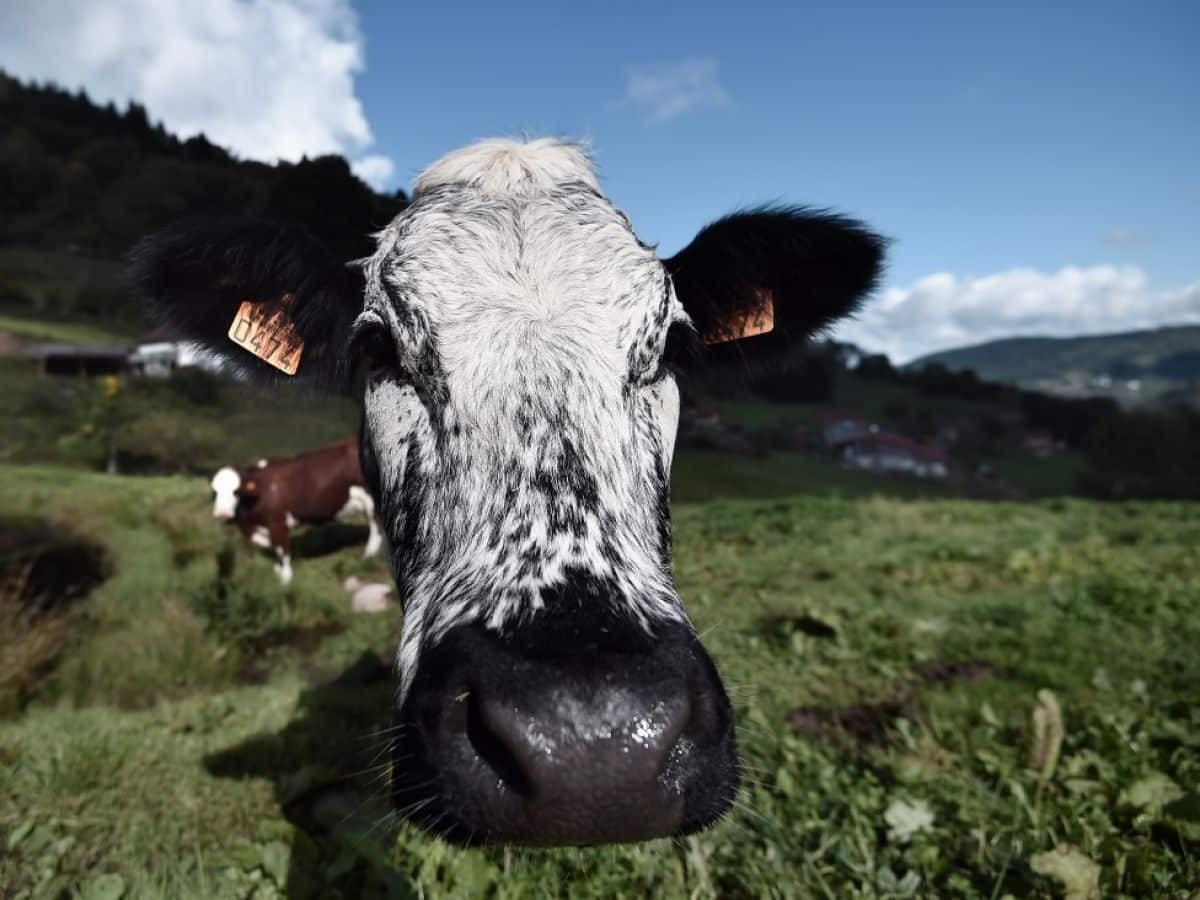 Changements climatiques: Bill Gates veut investir dans lesà€¦ rots de vaches