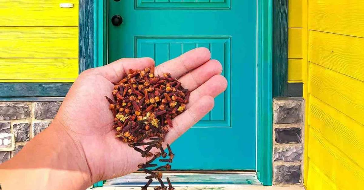 une main contenant des clous de girofle devant uune porte