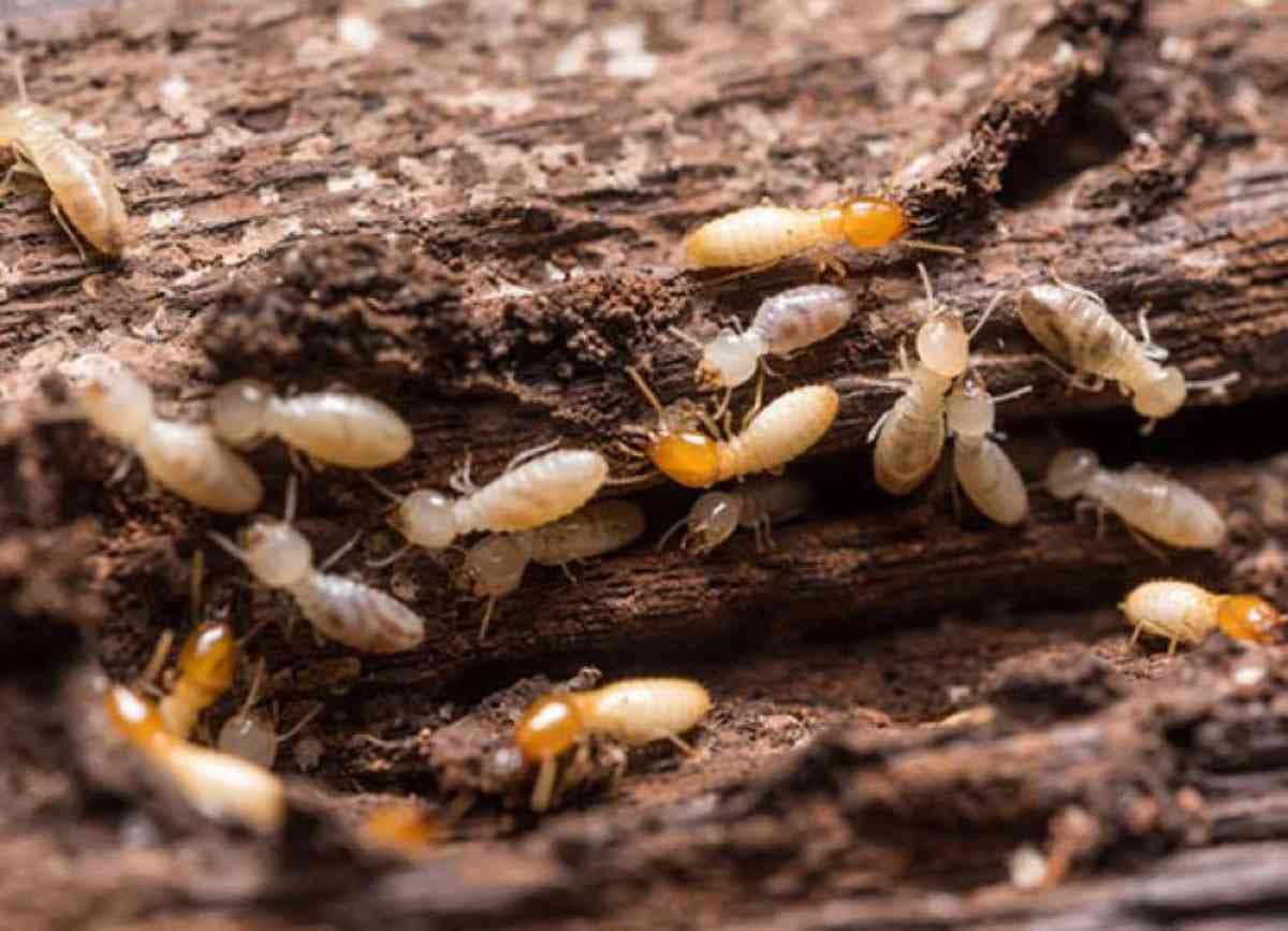 une colonie de termites