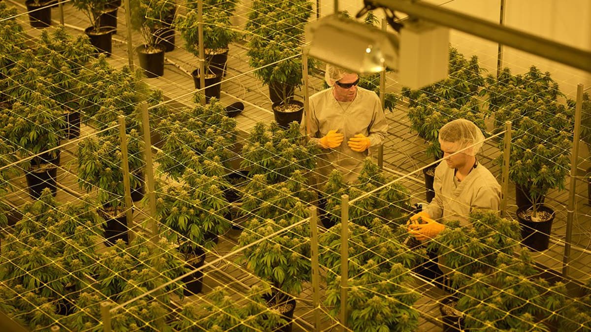 Usine de transformation de cannabis à destination des industries alimentaires et médicales au Maroc.