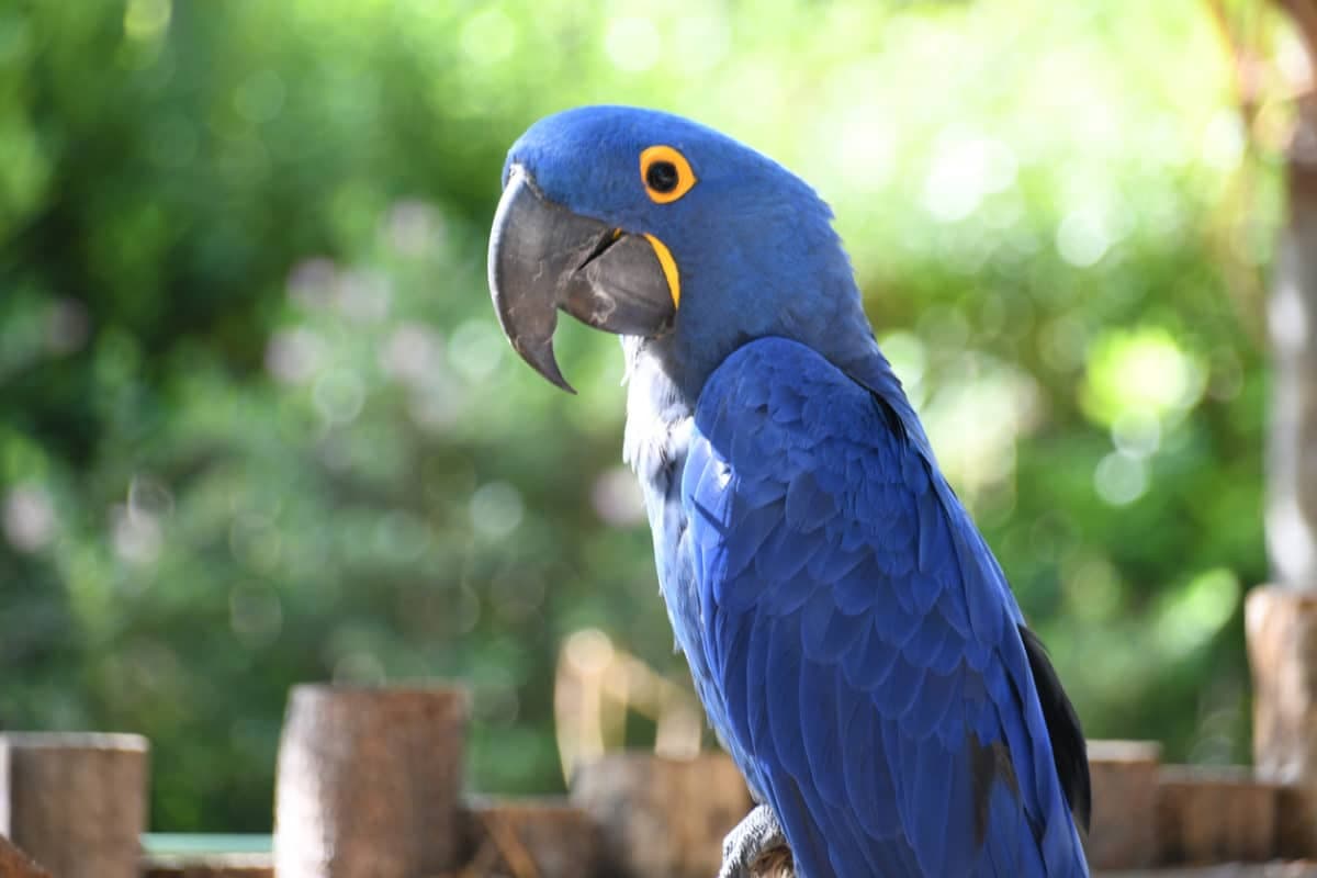 Un perroquet qui n’a pas la langue dans sa poche