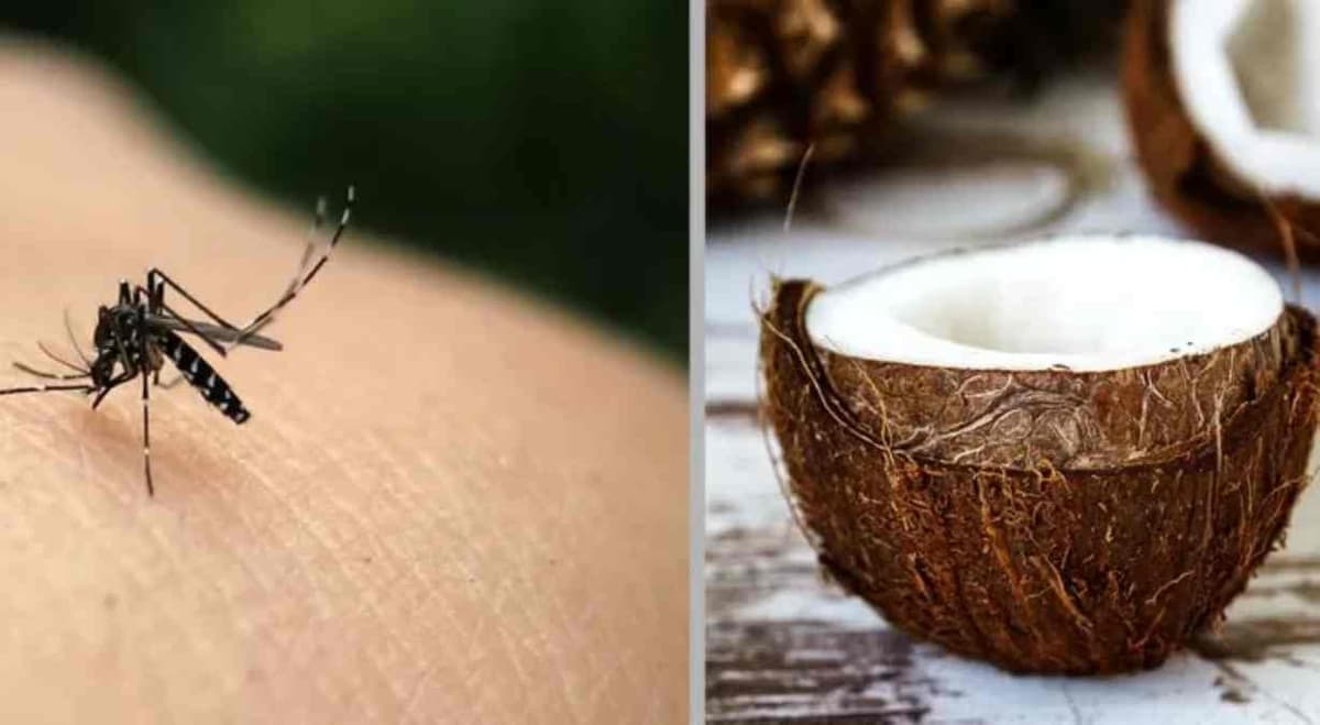 La noix de cocoÂ : cette nouvelle trouvaille efficace contre les moustiques