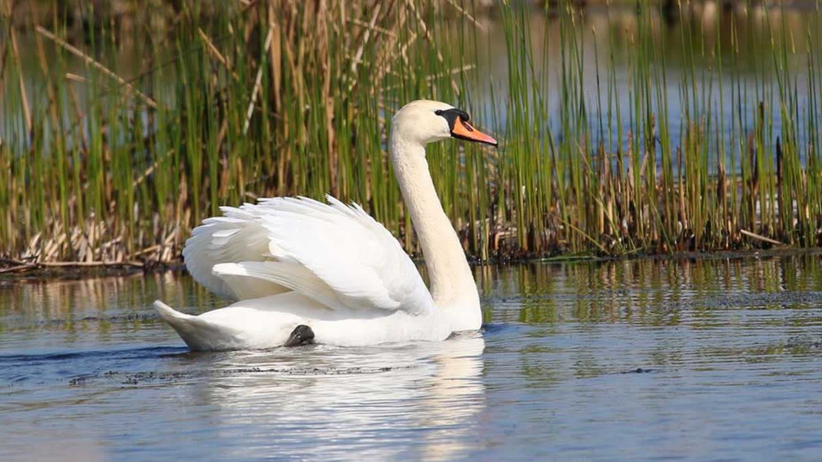 Un cygne