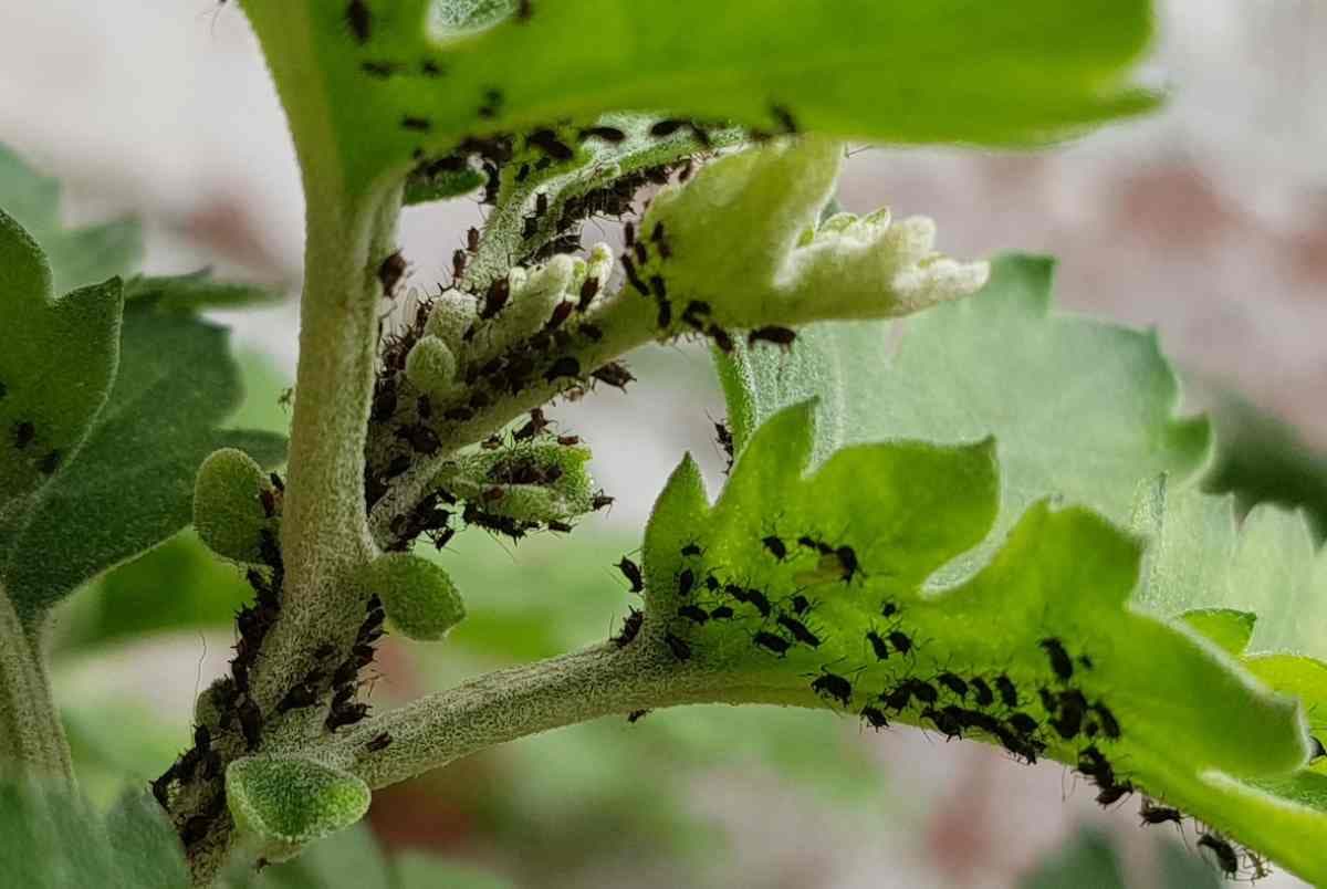 Des insectes noires sur des feuilles vertes