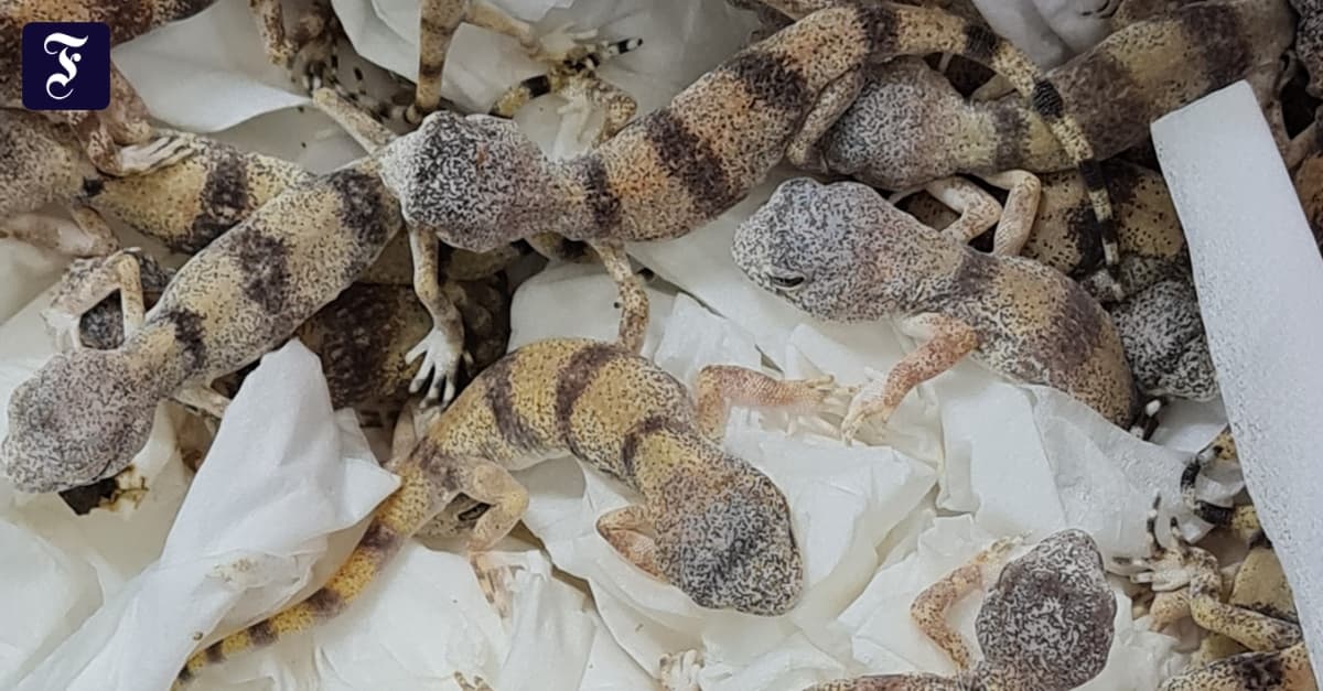 Autriche: 85 geckos, en provenance d’Afrique, saisis dans des bagages à  l’aéroport de Vienne