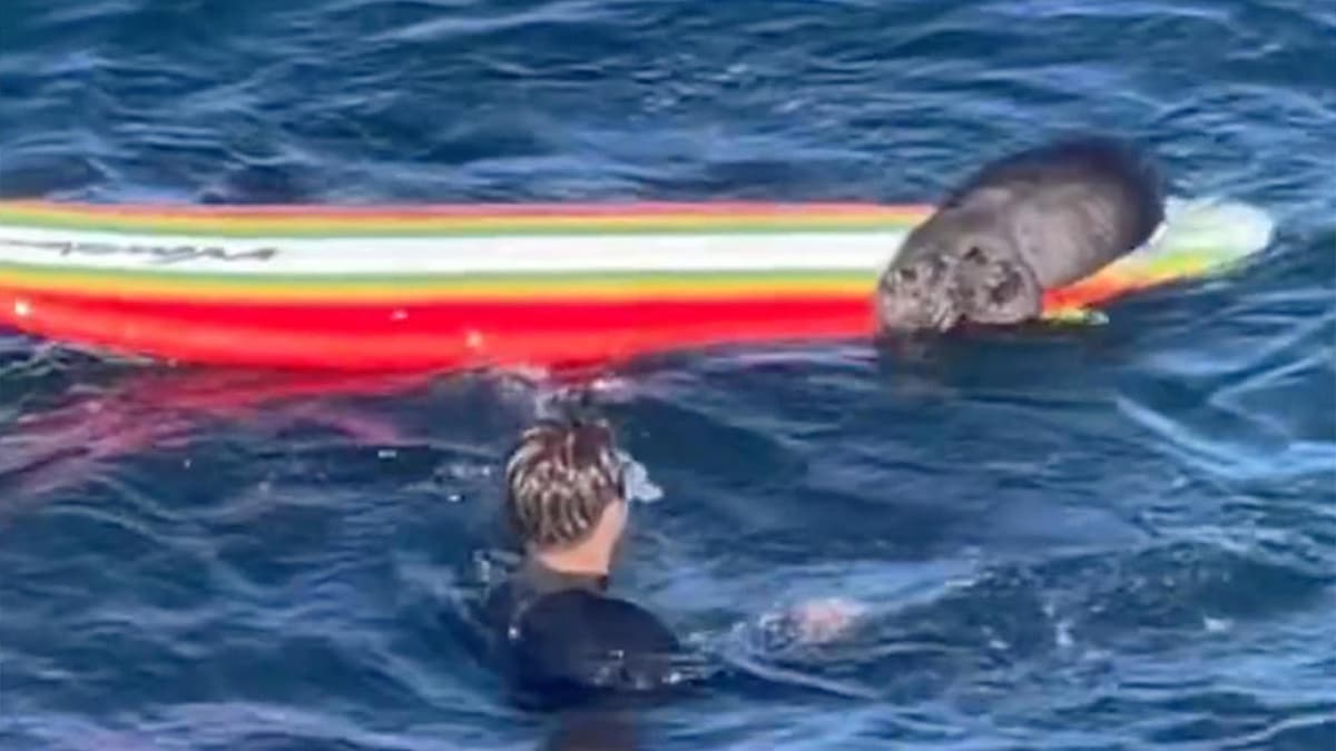 En Californie, une loutre pirate Ã  l’abordage des planches de surfeurs