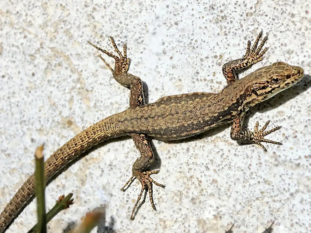 Lézard sur une surface ensoleillée, prêt à se déplacer.