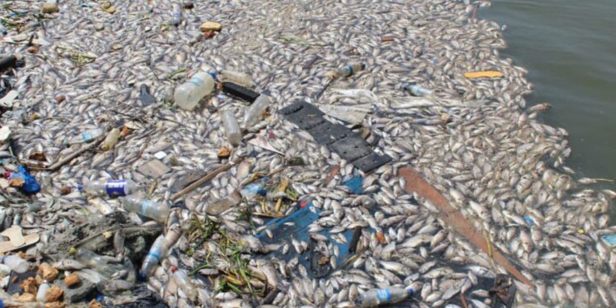 Poissons morts flottant sur la lagune Ébrié en Côte d'Ivoire.