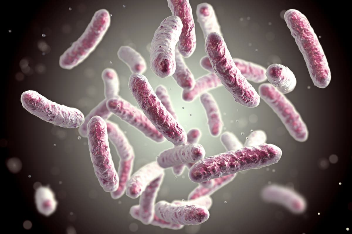 épidémie de bilharziose