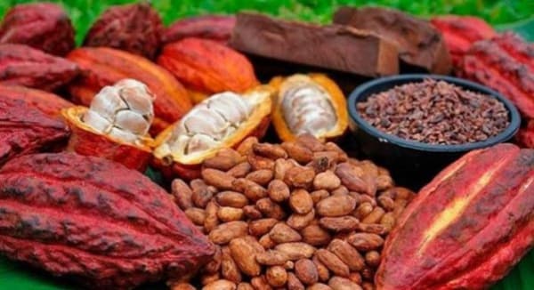 Togo : Concertation des acteurs du secteur face à la chute des cours du café et du cacao