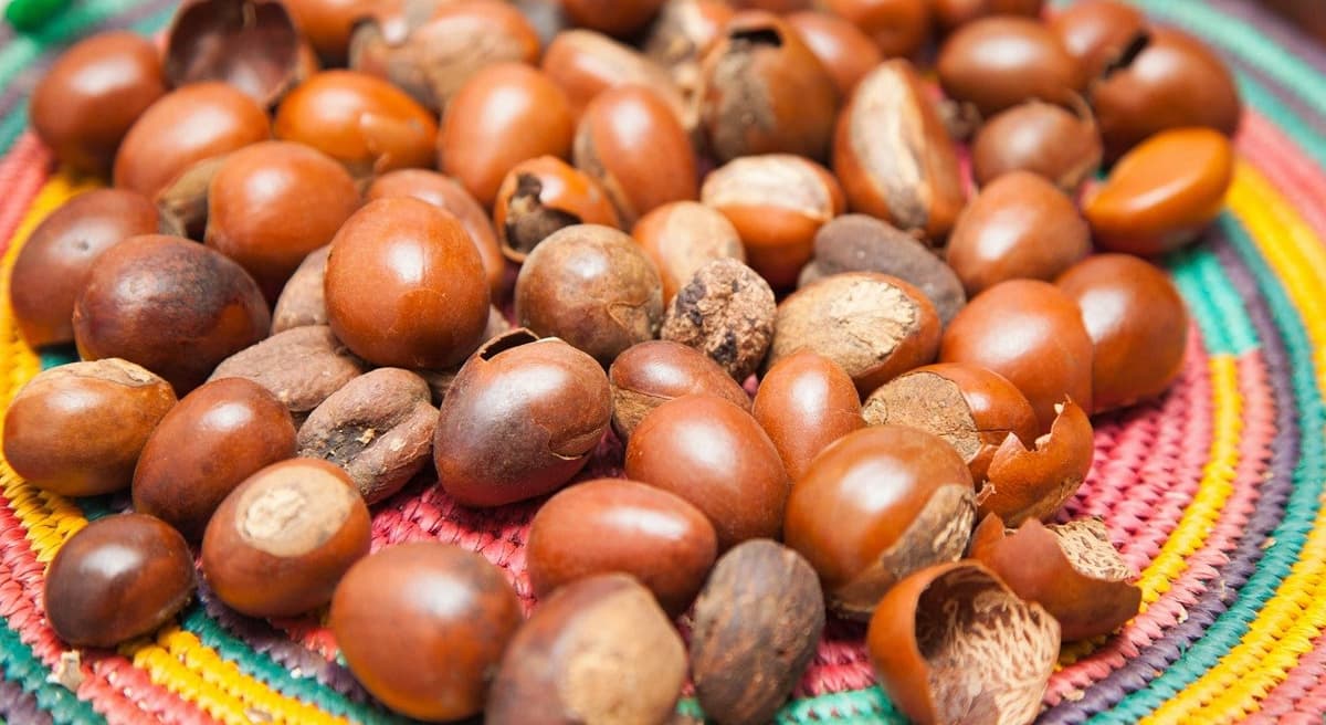 Ghana : création du Shea Park Resource Hub, pôle industriel de transformation du karité à Wa