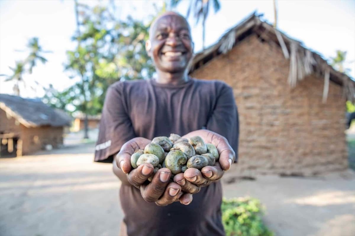 Côte d’Ivoire : la production de noix de cajou a atteint 1 549 221 tonnes en 2025