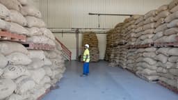 Côte d’Ivoire : la crise du cacao révèle des tensions au sein de la filière