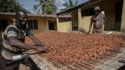Ghana – crise du cacao: comment le pays tente de gérer l’effondrement des cours mondiaux
