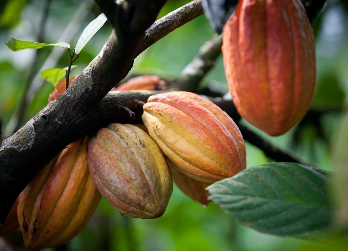 Côte d’Ivoire : un nouveau calendrier pour relancer les achats et fluidifier la commercialisation du cacao