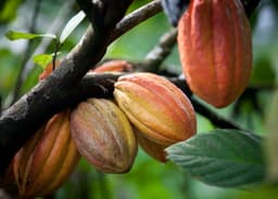Côte d’Ivoire : un nouveau calendrier pour relancer les achats et fluidifier la commercialisation du cacao