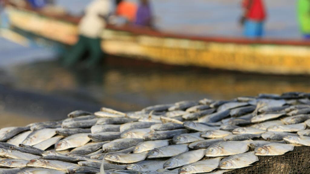 Sénégal : 400 tonnes de poissons juvéniles saisies à quai entre Mbao et Rufisque
