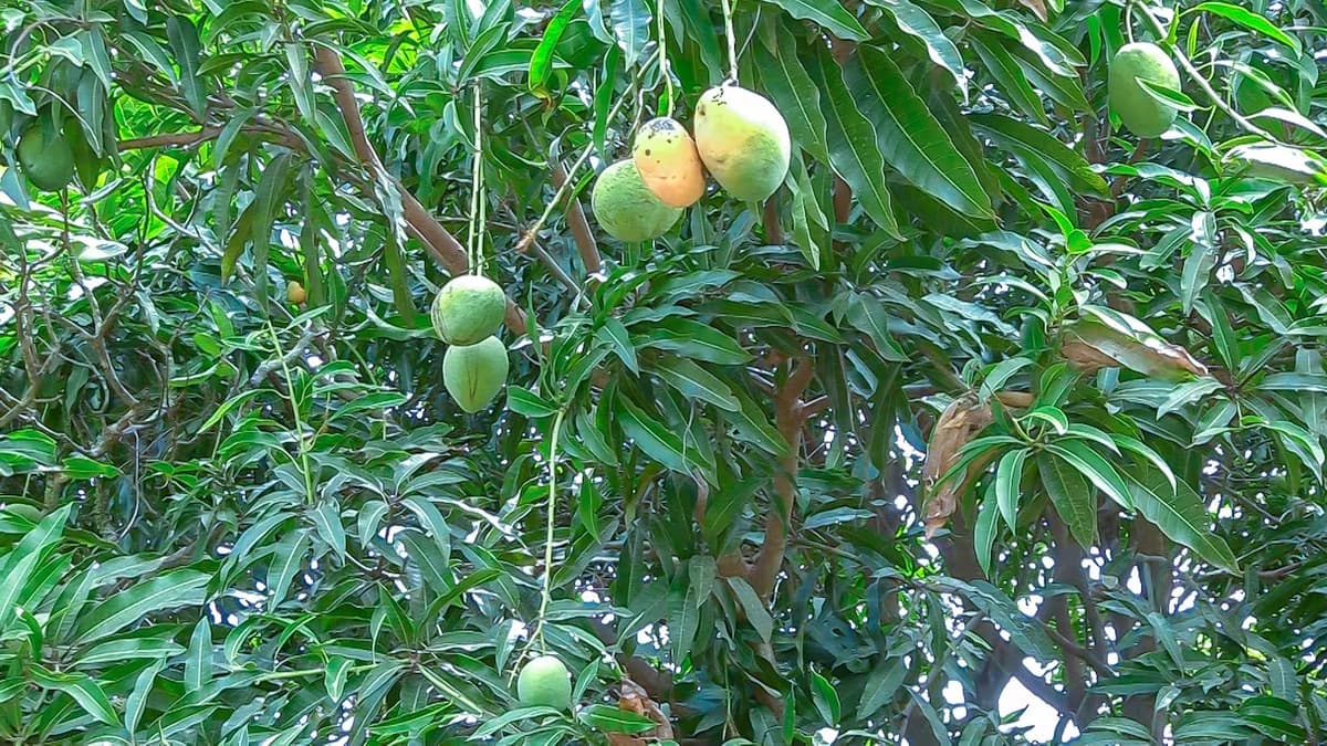 Mangue en Côte d’Ivoire : le prix bord champ maintenu à 2 450 FCFA pour 2026