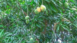 Mangue en Côte d’Ivoire : le prix bord champ maintenu à 2 450 FCFA pour 2026