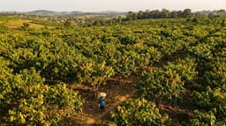 Cacao en Côte d’Ivoire : une crise aux enjeux politiques