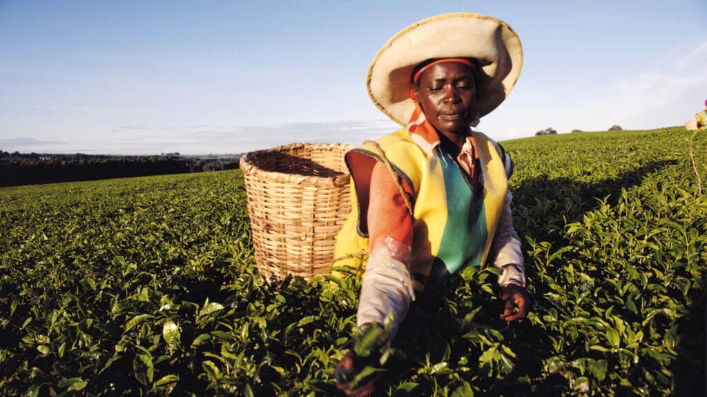 Kenya : entre 6 000 et 8 000 tonnes de thé bloquées à Mombasa en raison de la guerre au Moyen-Orient