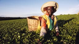 Kenya : entre 6 000 et 8 000 tonnes de thé bloquées à Mombasa en raison de la guerre au Moyen-Orient