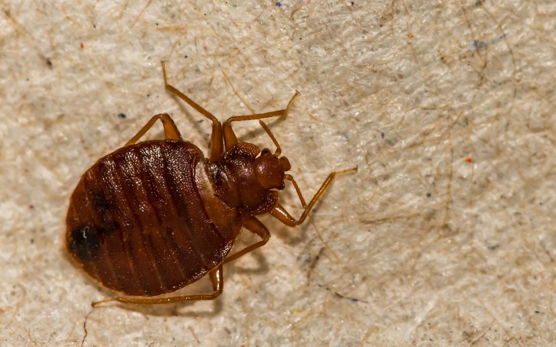 09 astuces naturelles pour se débarrasser des punaises de lit