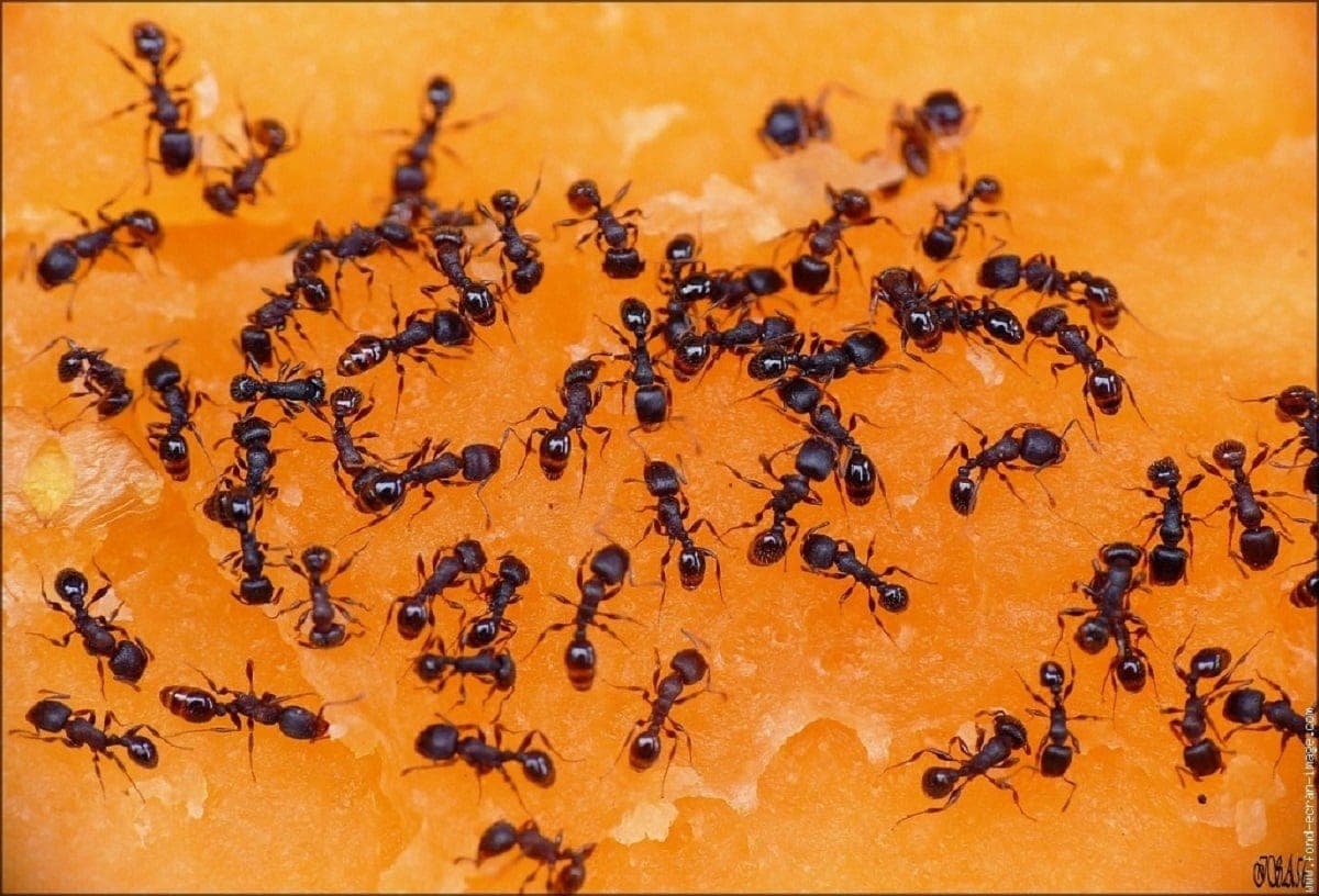 Le riz: une astuce imparable pour lutter contre les fourmis