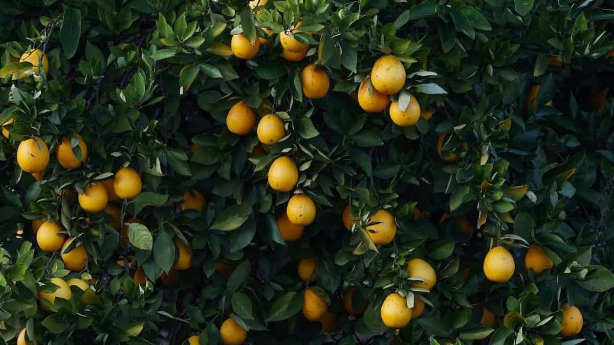 Des tonnes d’oranges pourrissent à  cause d’un conflit entre l’UE et l’Afrique du Sud
