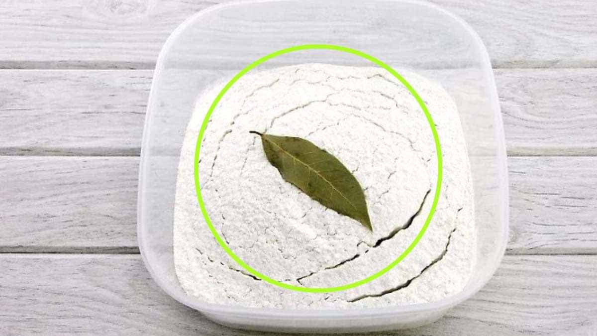 Bon à  savoir : mettez les feuilles de laurier dans la farine pour résoudre ce grand problème