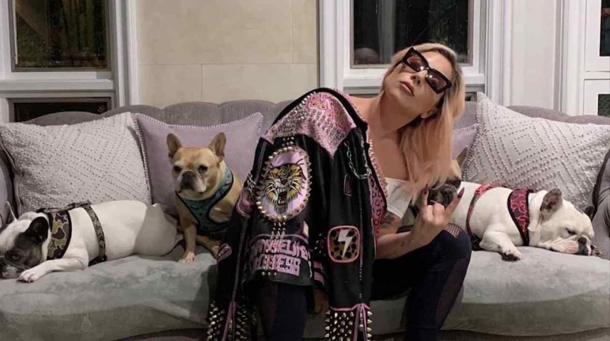 Lady Gaga: le voleur de ses chiens condamné à  21 ans de prison