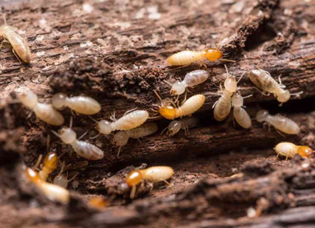 Termites: débarrassez vous de ces petites bêtes avec ces 05 techniques