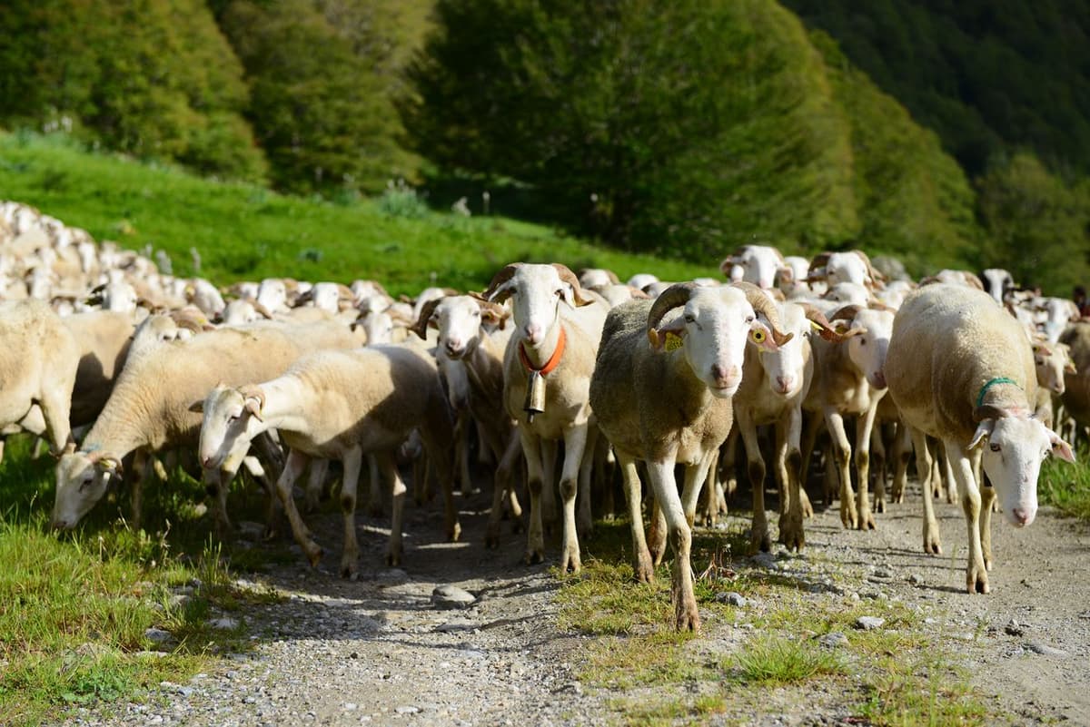 GrèceÂ : un troupeau de moutons dévore 300 kilos de cannabis et se met « à  sauter plus haut »