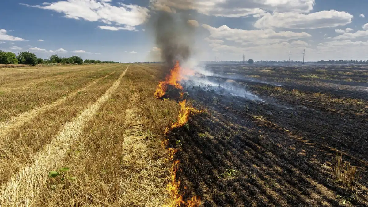 Bénin: des hectares de maà¯s et de riz partis en fumée à Bembèrèkè