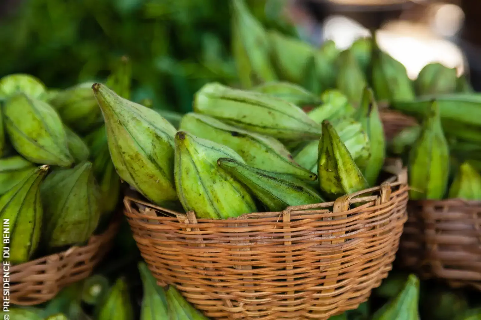Agriculture : la production de légumes au Bénin prend de l’ampleur