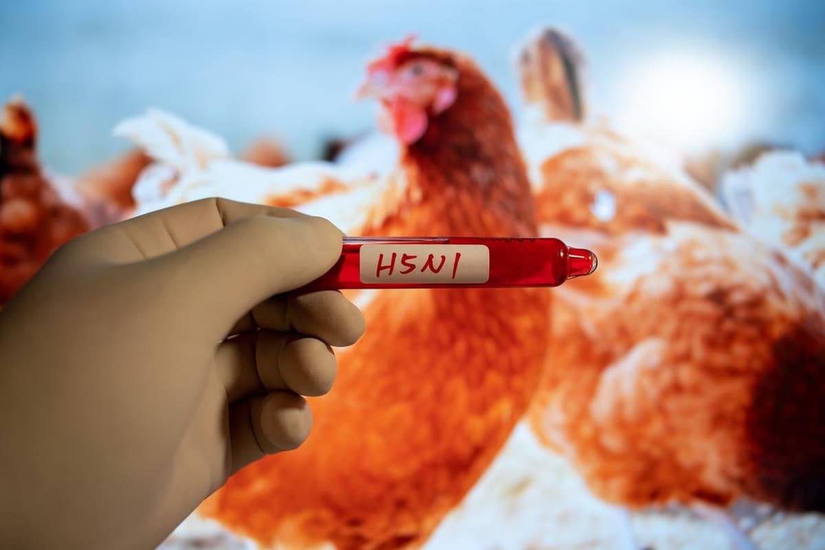 États-Unis : de nouveaux cas humains de la grippe aviaire H5 confirmés en Californie
